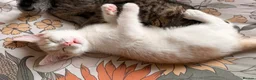 Mixed Breed cats for sale: “Caramel” Ginger and white little Girl in Norwich - Advert 3