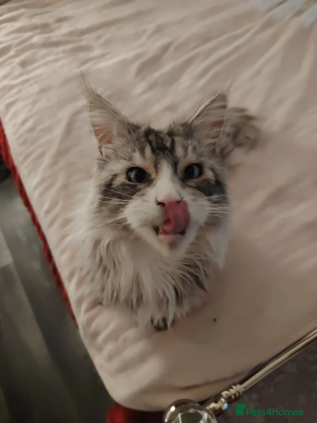 Maine Coon cats for sale: Rehoming  in Scunthorpe - Advert 1