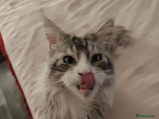 Maine Coon cats Rehoming - Advert 1