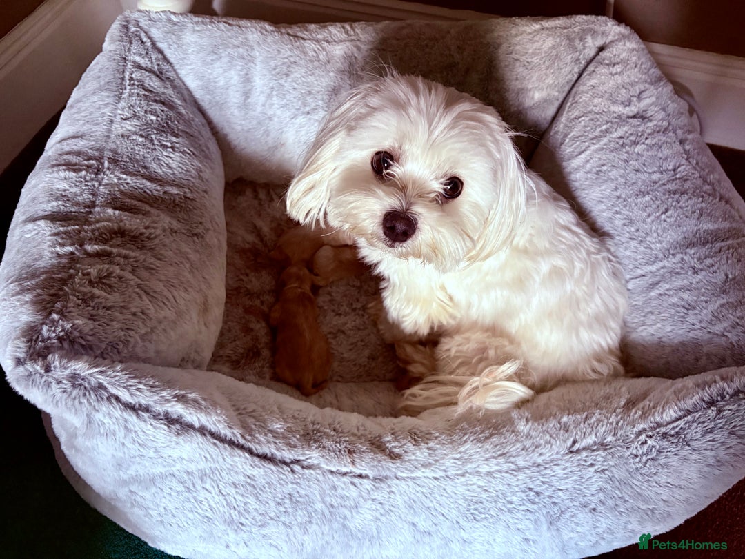 Maltipoo dogs for sale: Miniature F1 Maltipoo Puppies - Image 1