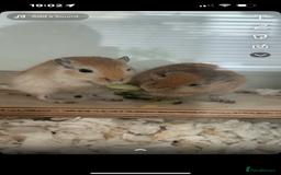 Gerbil rodents for sale: 2 male gerbils  - Image 3