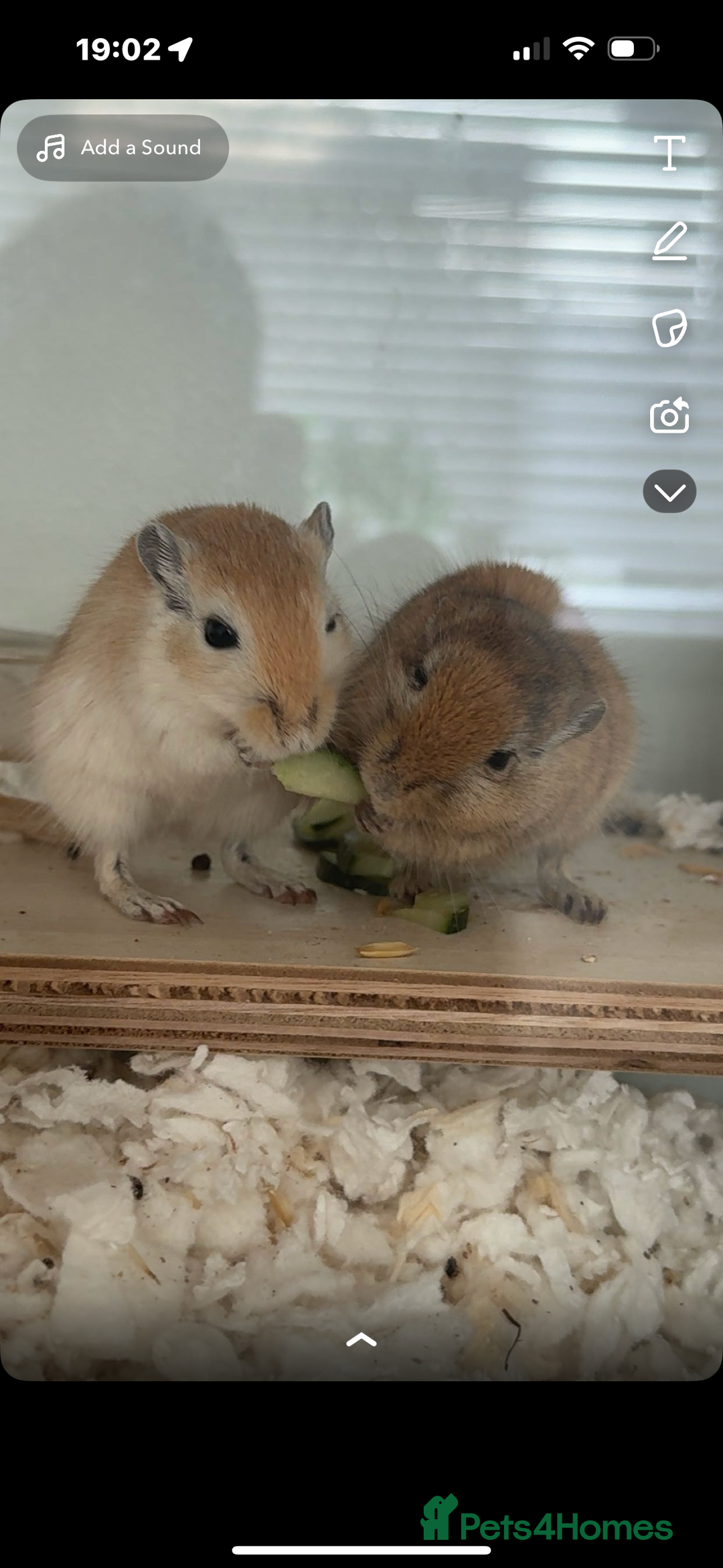 Gerbil rodents for sale: 2 male gerbils  - Image 3