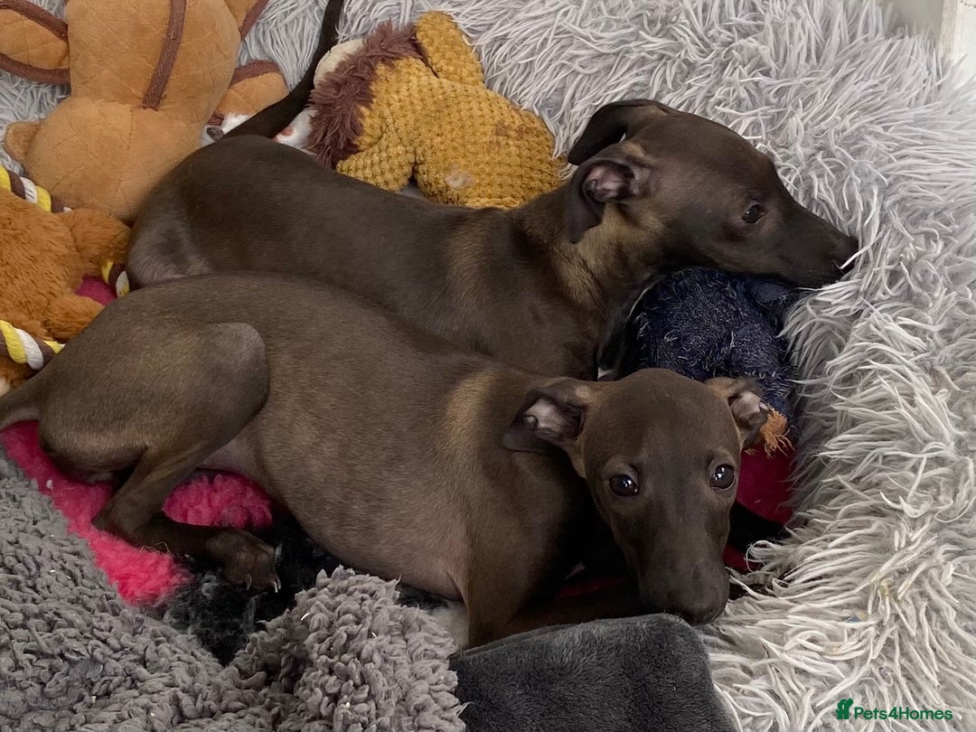 Italian Greyhound dogs for sale: ITALIAN GREYHOUND PUPPIES  - Image 7