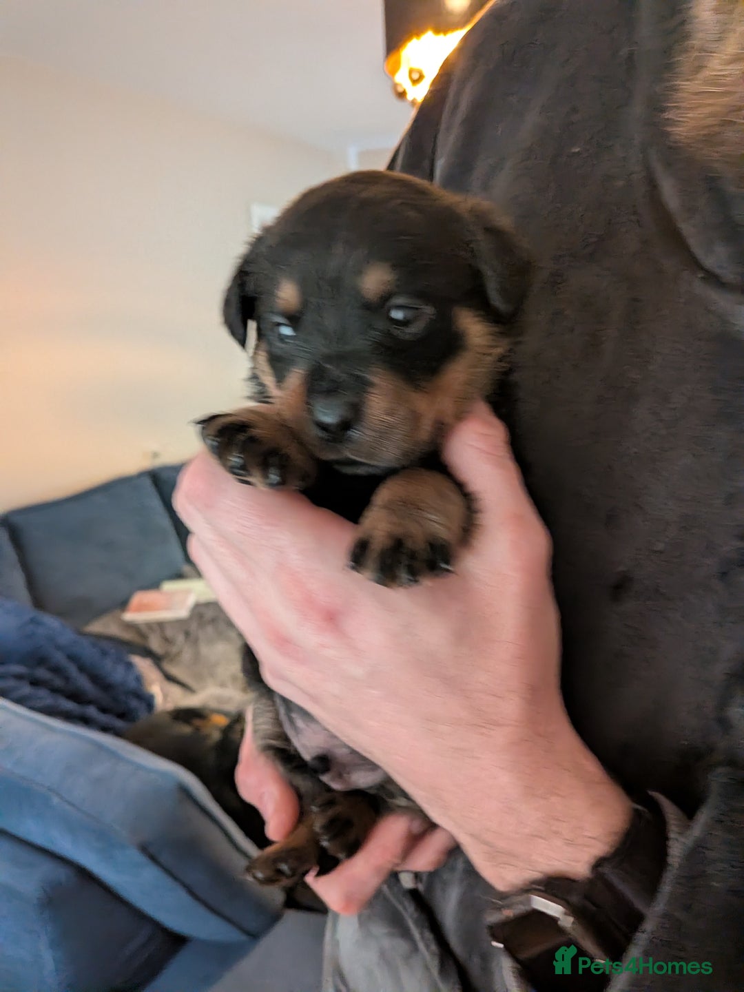 Rottweiler dogs for sale: ⭐ Rottweiler ⭐ - Advert 27