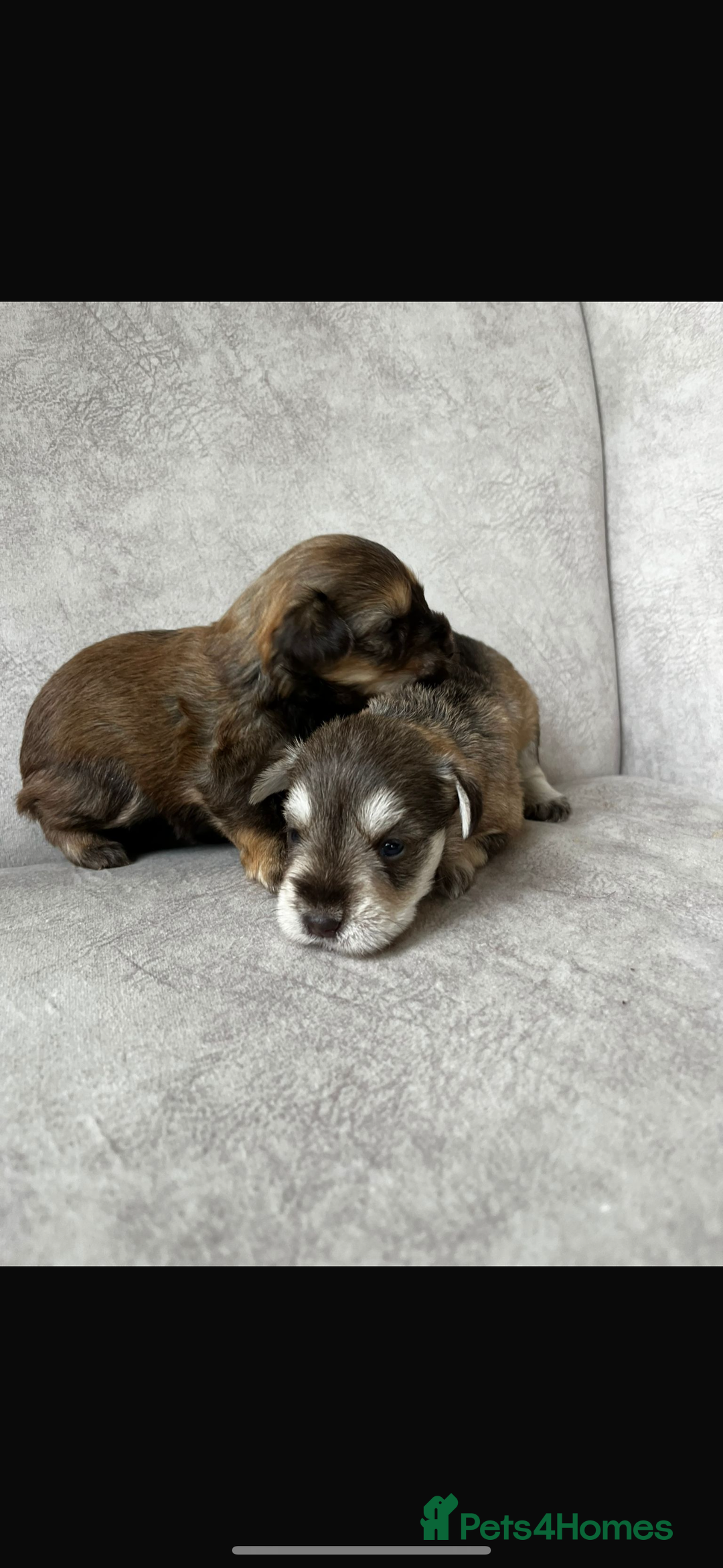 Miniature Schnauzer dogs for sale: Beautiful chocolate miniature schnauzer puppy  - Advert 4