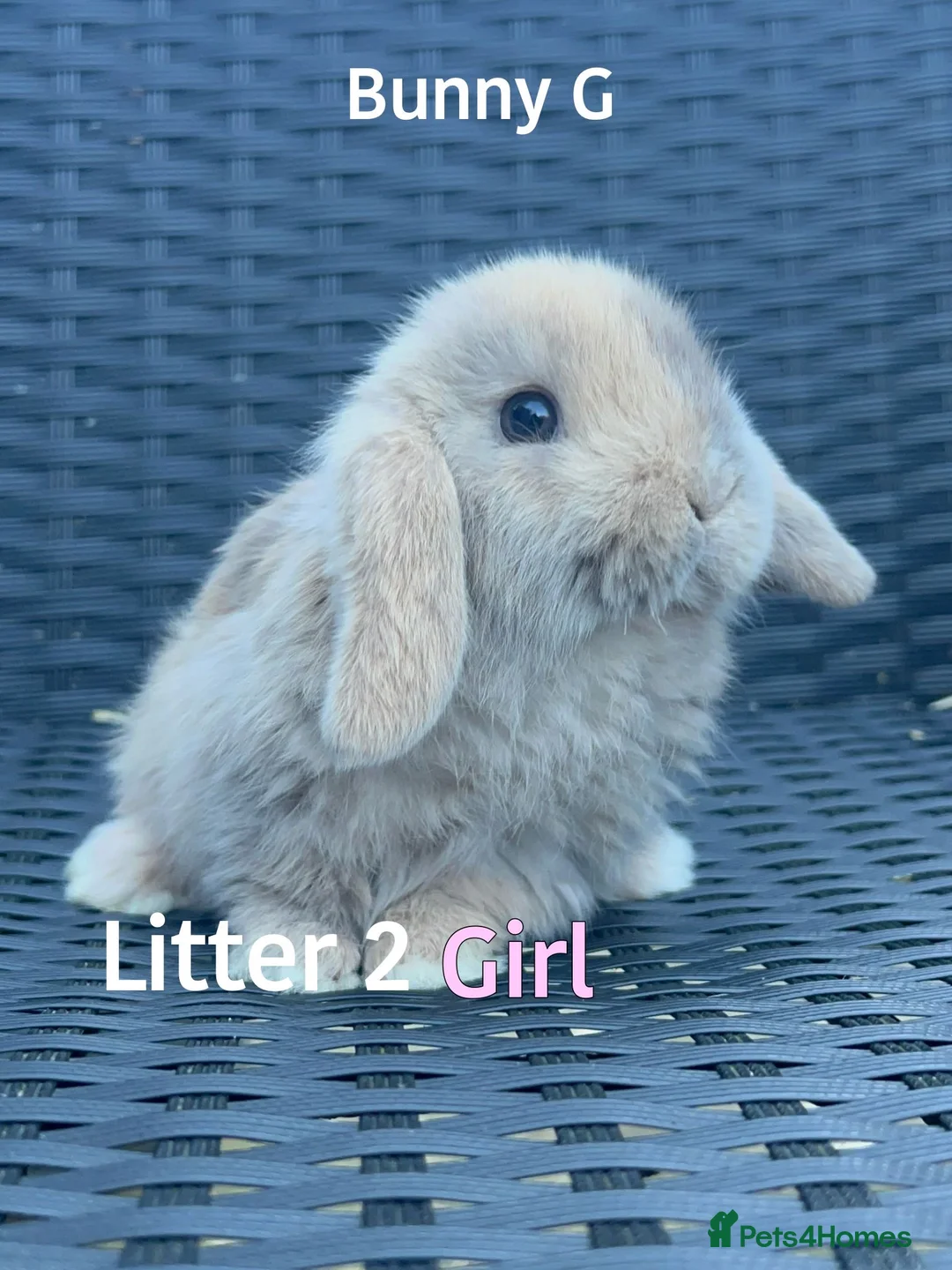 Mini Lop rabbits for sale: Baby Mini lops for sale  - Advert 9