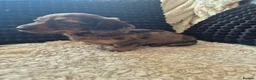 Dachshund dogs for sale: Kc dachshund puppies! - Advert 29