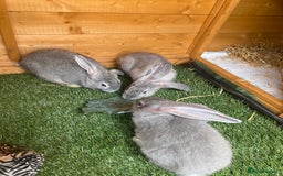 Continental Giant rabbits for sale: Gorgeous Continental Giants - Image 4