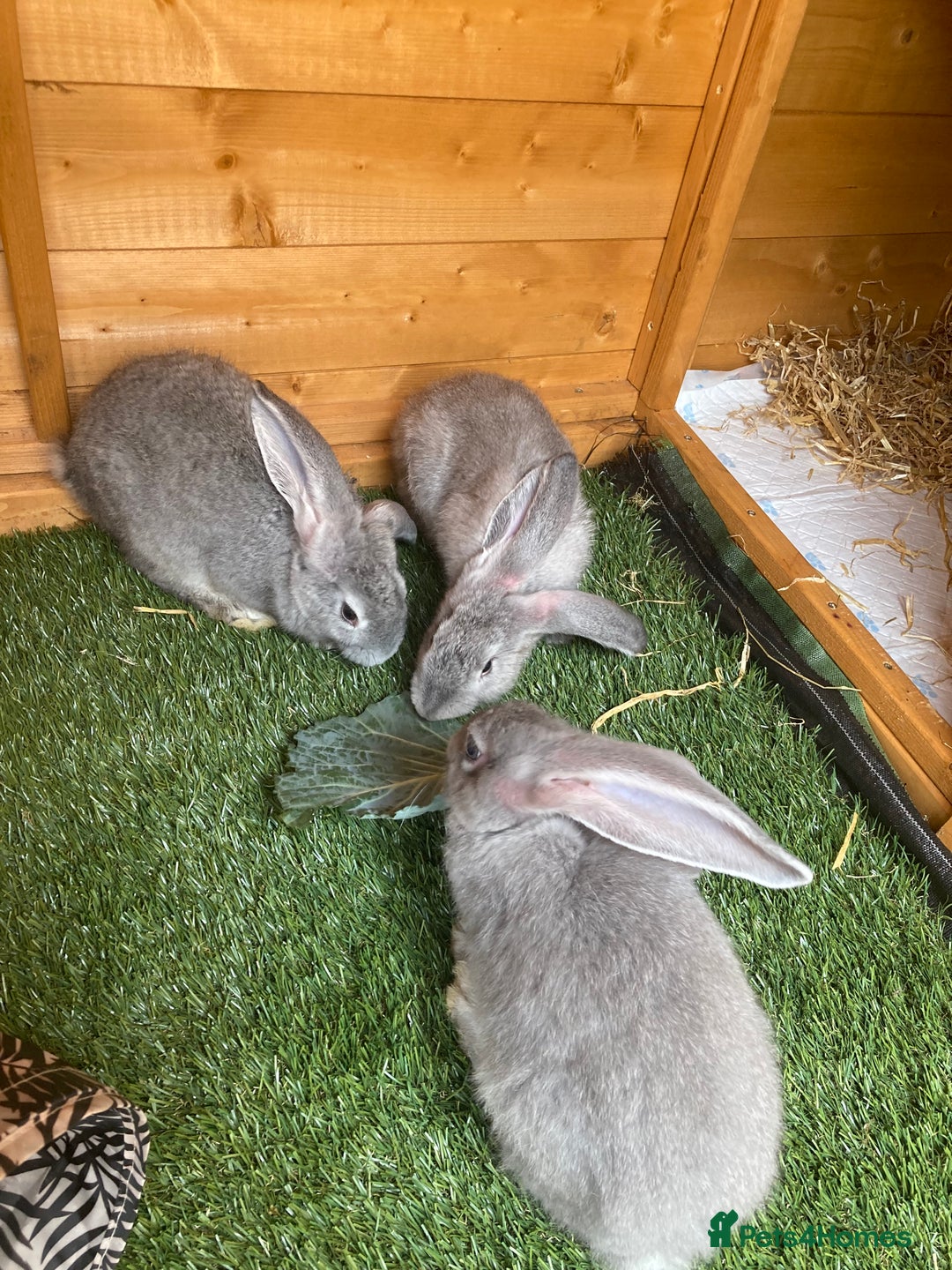 Continental Giant rabbits for sale: Gorgeous Continental Giants - Image 4