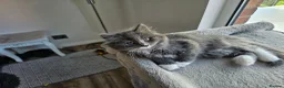 Mixed Breed cats for sale: Mixed breed beautiful girl  - Advert 4
