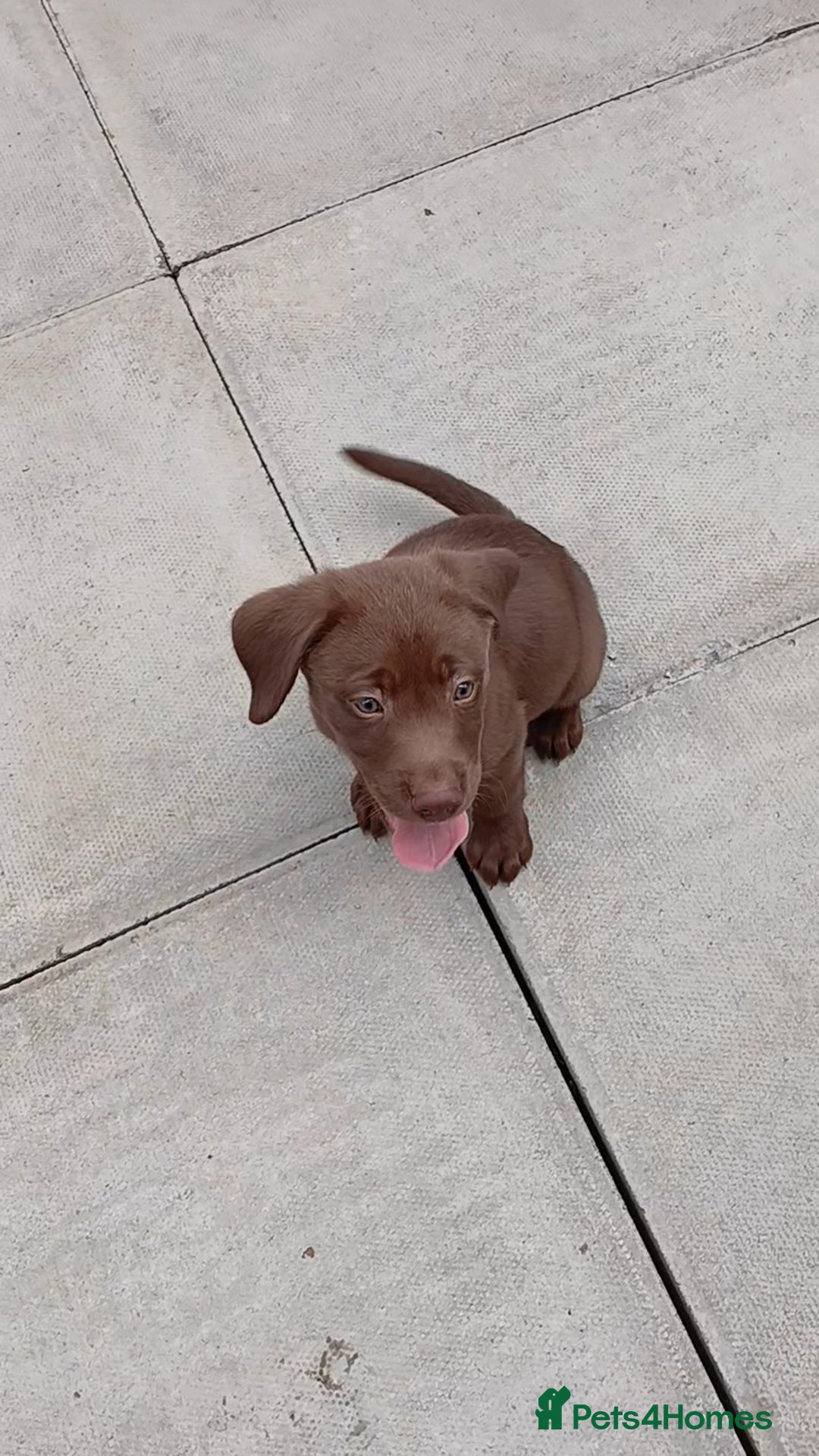 Labrador Retriever dogs for sale: Champain/chocolate puppys - Image 21
