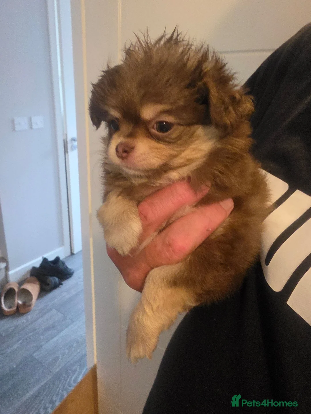Chihuahua dogs for sale: Kc chihuahuas - Advert 2