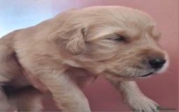 Golden Retriever dogs for sale: Golden Retriever puppies - Image 1