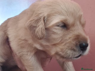 Golden Retriever dogs - Advert 1