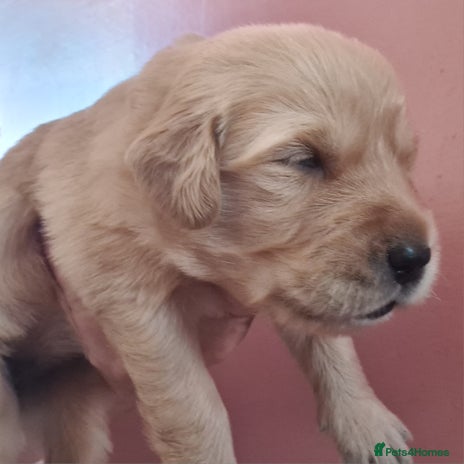 Golden Retriever dogs - Advert 1