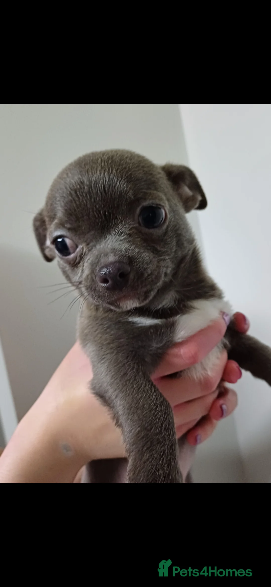 Chihuahua dogs for sale:  **  chihuahua puppies  - Advert 12