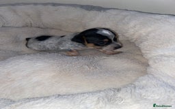 Jack Russell dogs for sale: Beautiful jackrussels pup - Image 4