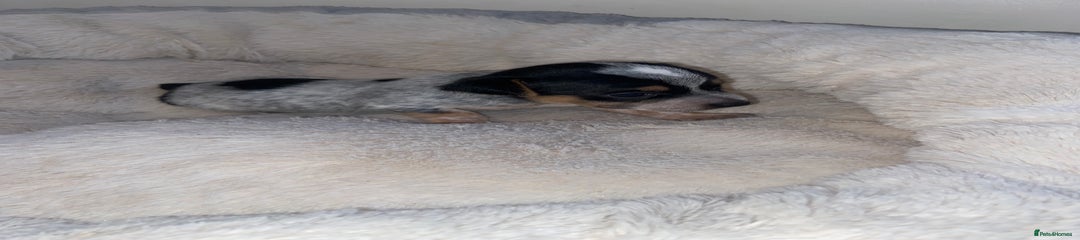 Jack Russell Puppy 3