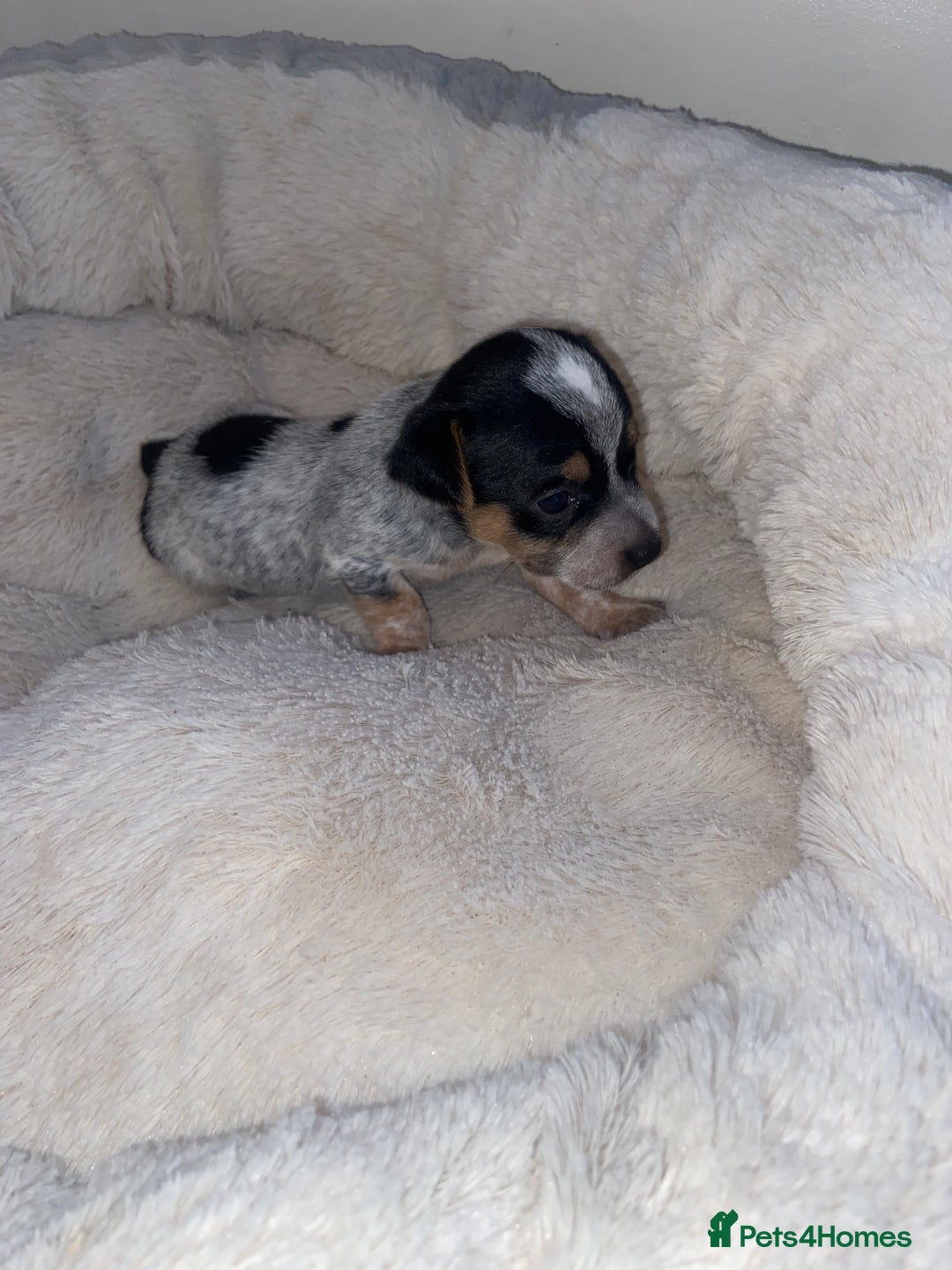 Jack Russell dogs for sale: Beautiful jackrussels pup - Image 4