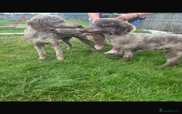 Standard Poodle dogs for sale: Gorgeous Chocolate Standard Poodle Ladies  - Image 4