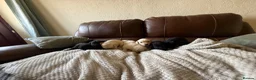 Labrador Retriever dogs for sale: Labrador puppies - Advert 7