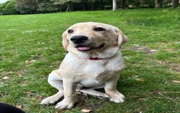 Labrador Retriever dogs for sale: Male- Labrador puppy for sale  - Image 6