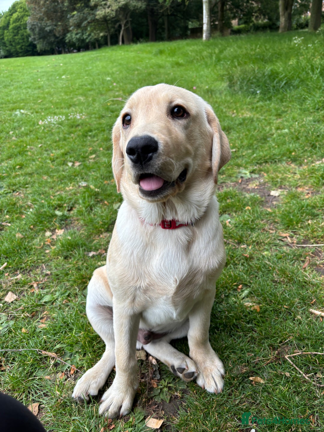 Labrador Retriever dogs for sale: Male- Labrador puppy for sale  - Image 6