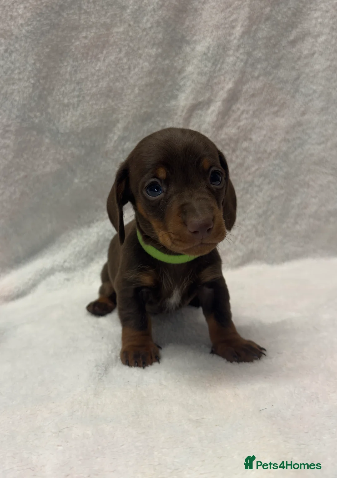 Dachshund dogs for sale: Kennel Club Registered & Health Tested - Advert 19