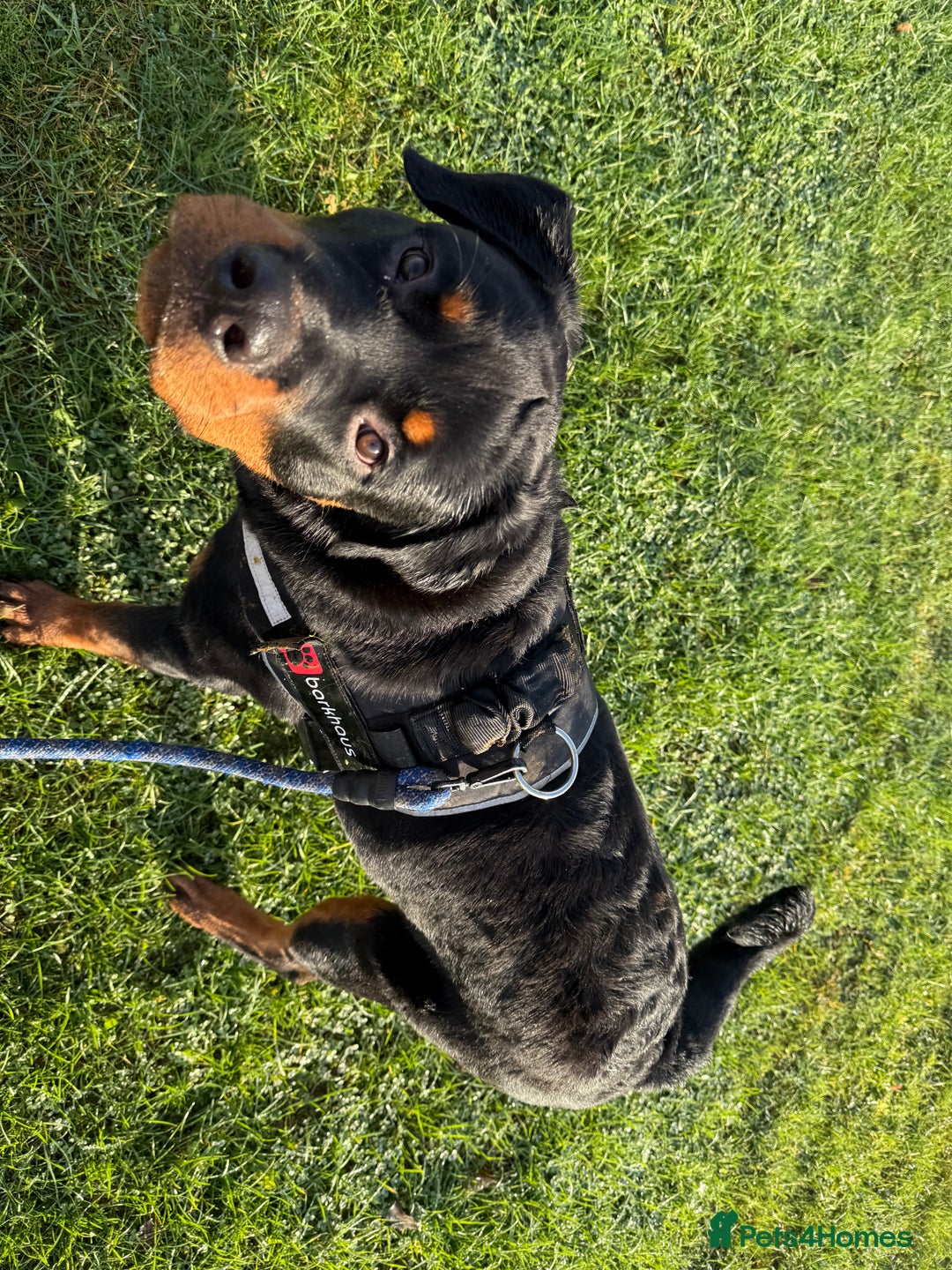 Rottweiler dogs for sale: Rottweiler pup for rehome - Advert 2