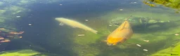 Koi Carp fish for sale: 2 x medium-large Koi Carp (Pond Closure) in Bridlington - Advert 2