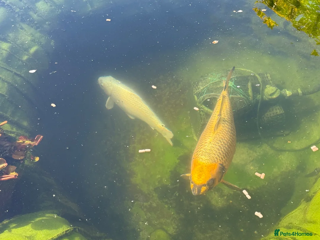Koi Carp fish for sale: 2 x medium-large Koi Carp (Pond Closure) in Bridlington - Advert 2