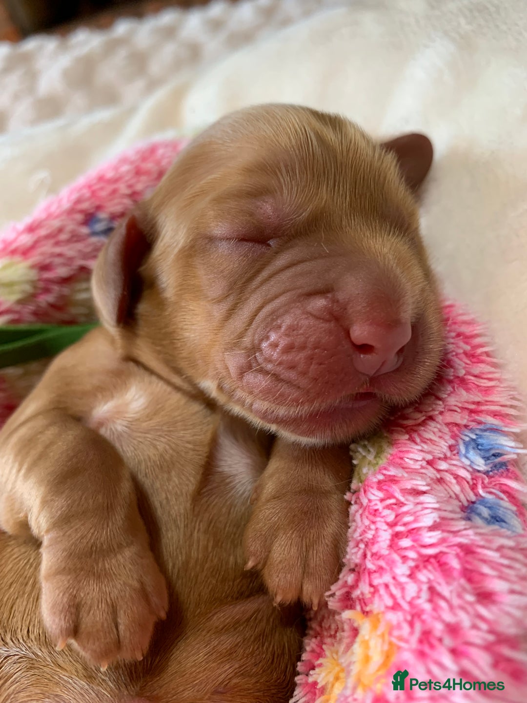 Cocker Spaniel dogs for sale: KC Show Carefully bred for Health and Temperament  - Image 15