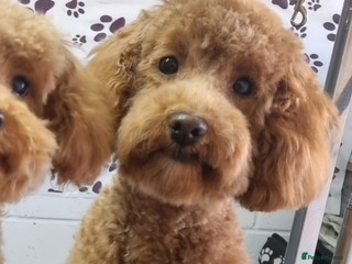 Cockapoo dogs - Advert 15