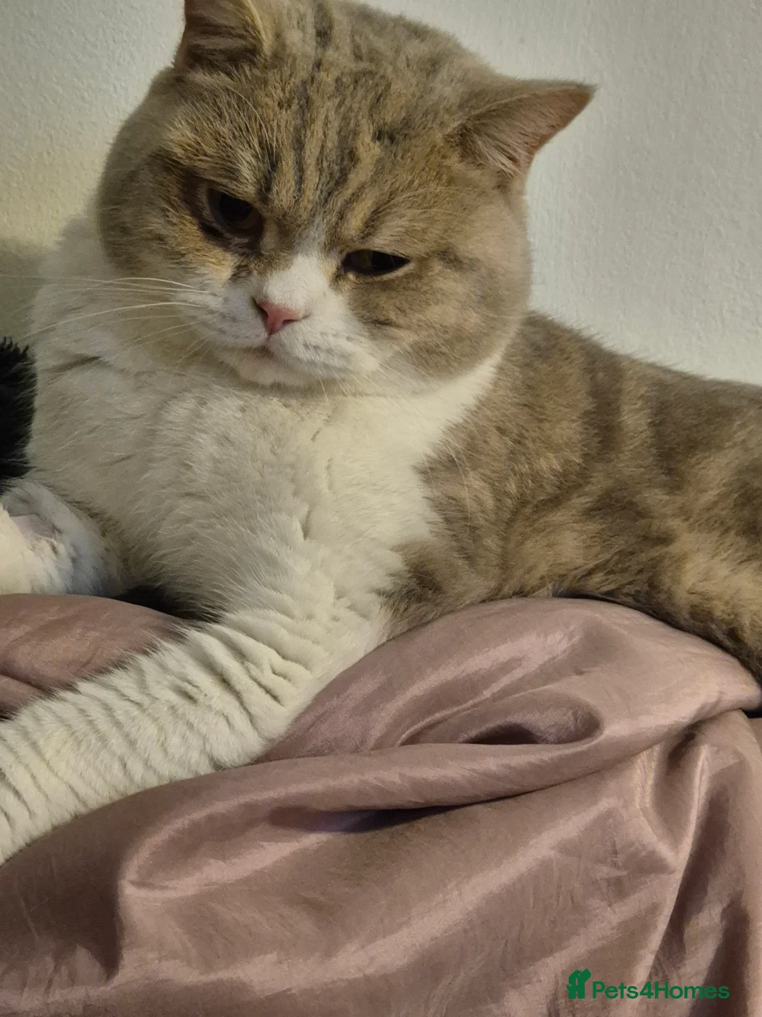 Selkirk Rex cats for sale: Absouloutly stunning Tica reg selkirk rex  - Advert 4