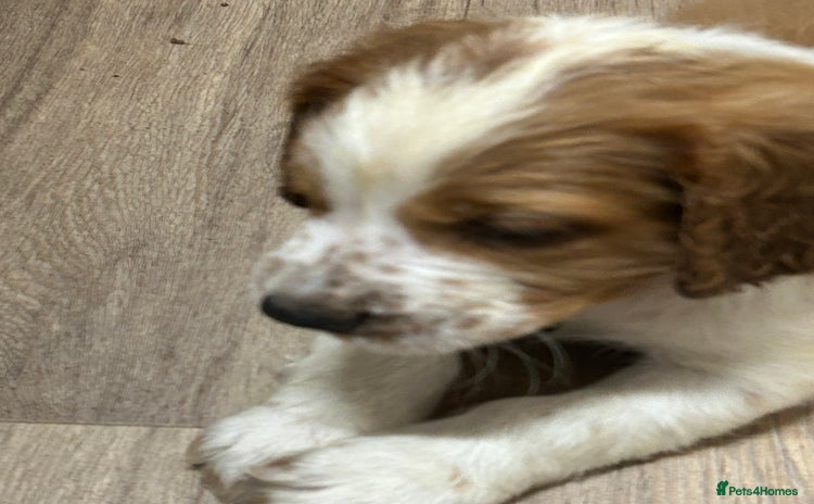 Welsh Springer Spaniel dogs - Advert 1