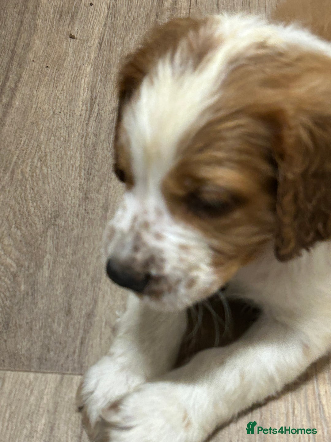 Welsh Springer Spaniel dogs for sale: Kc reg Welsh springer spaniel male puppies - Image 1