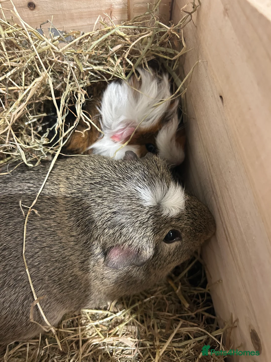 Guinea Pig rodents for sale: 2 male guinea pigs - Advert 1