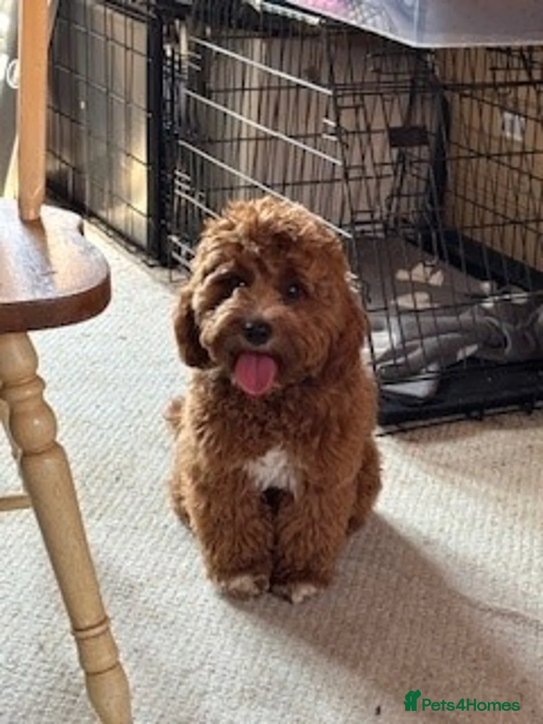 Cavapoo dogs for stud: PROVEN F1 Red Cavapoo stud-DNA Fully health tested - Advert 3