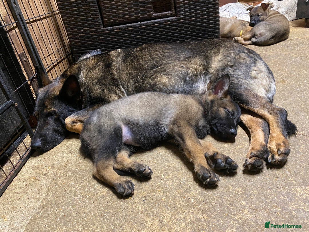 German Shepherd dogs for sale: 🐶 Outstanding Working line GSD puppies 🐶 - Advert 15