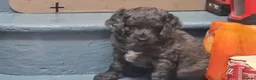 Cockapoo dogs for sale: ALAYKA our lovely Merle cockapoo has given birth. - Advert 13