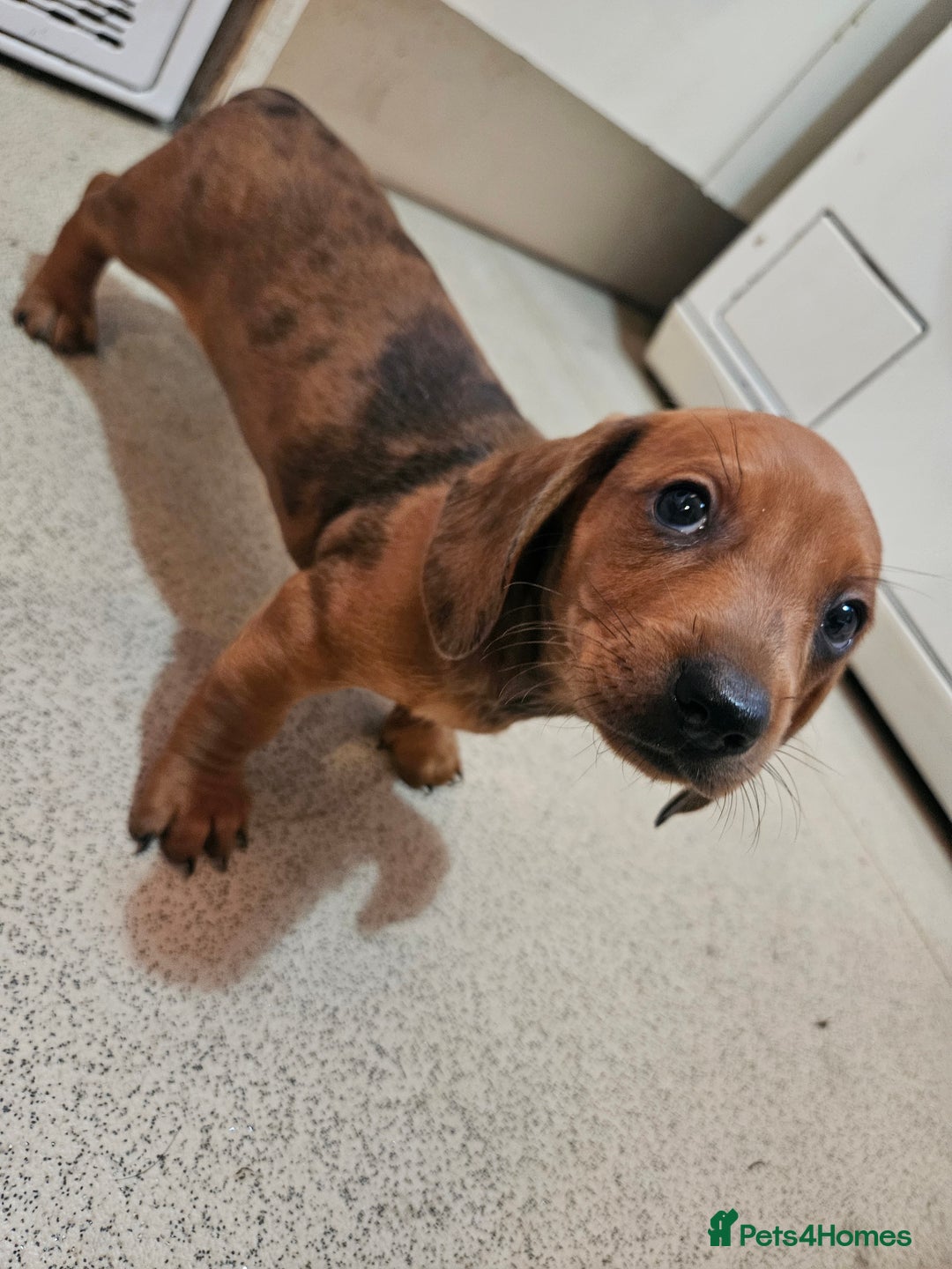 Dachshund dogs for sale: Dachshund puppies for sale  - Image 6