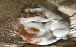 Domestic Shorthair cats for sale: ✨ Adorable Kittens – Ready to Reserve ✨ - Image 1