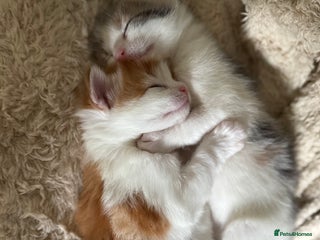 Domestic Shorthair cats - Advert 32