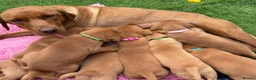 Labrador Retriever dogs for sale: Gorgeous dark Fox Red Pedigree Labs - Advert 9