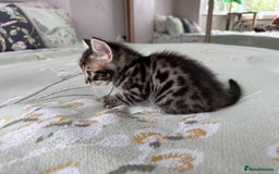 Bengal cats for sale: Bengal kittens 4 pure bangals 5 bengal x kittens - Image 4