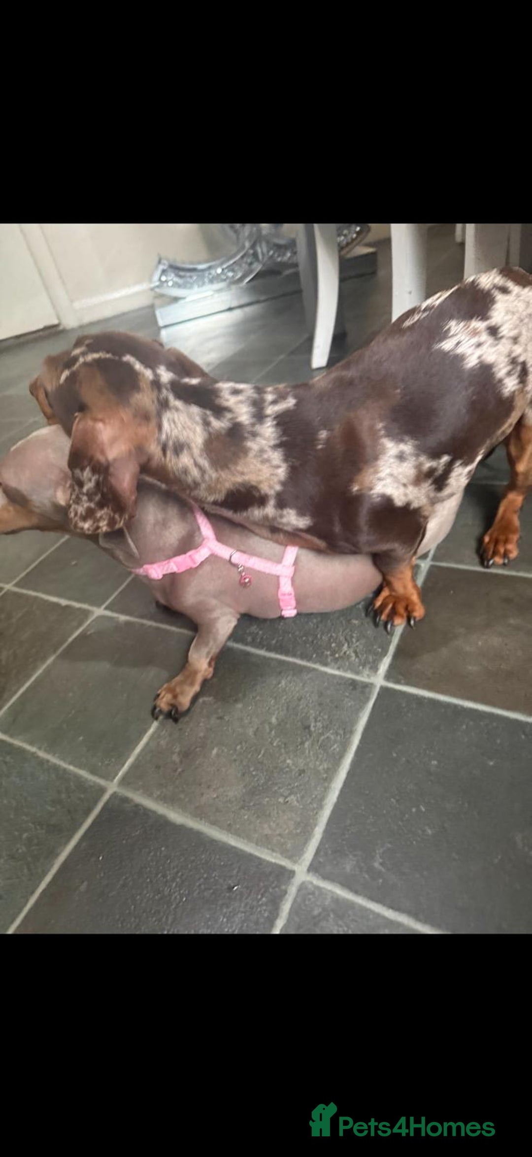 Miniature Dachshund dogs for sale: X2 miniature dachshund  - Advert 3