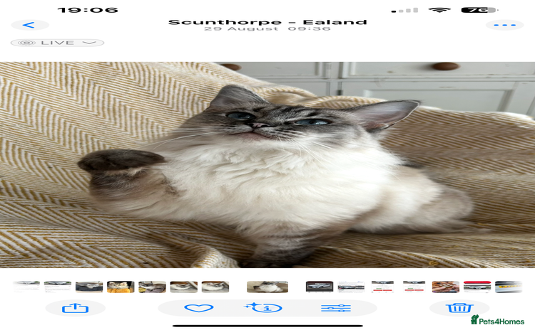 Ragdoll cats - Advert 16