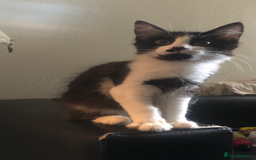 Maine Coon cats for sale: Main coon / Bombay kitty  - Image 2