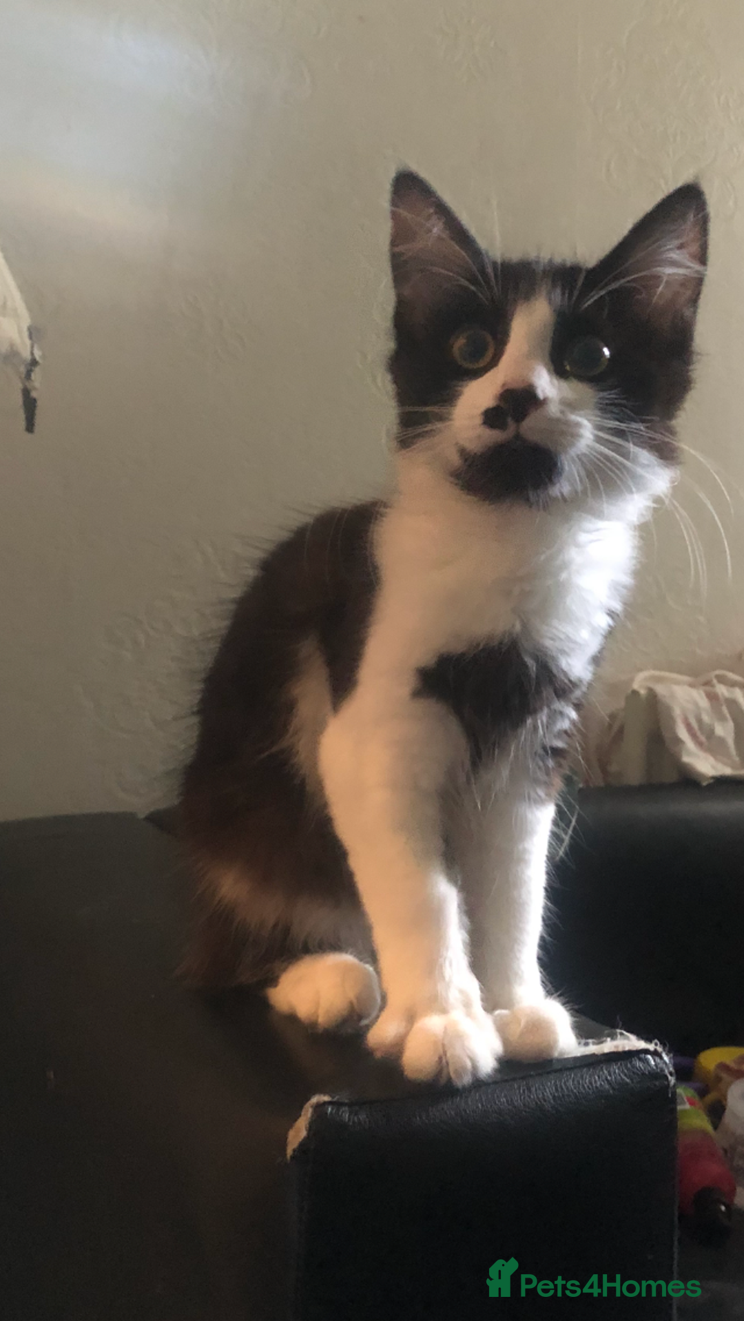 Maine Coon cats for sale: Main coon / Bombay kitty  - Image 2