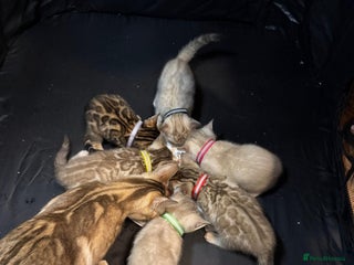 Bengal cats - Advert 1